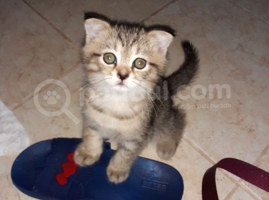 Scottishfold görsel